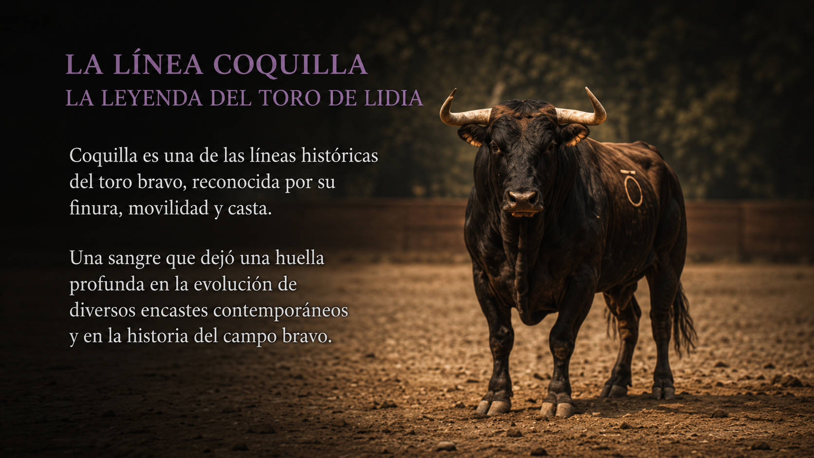 Línea Coquilla: finura, movilidad y casta en la historia del toro bravo
