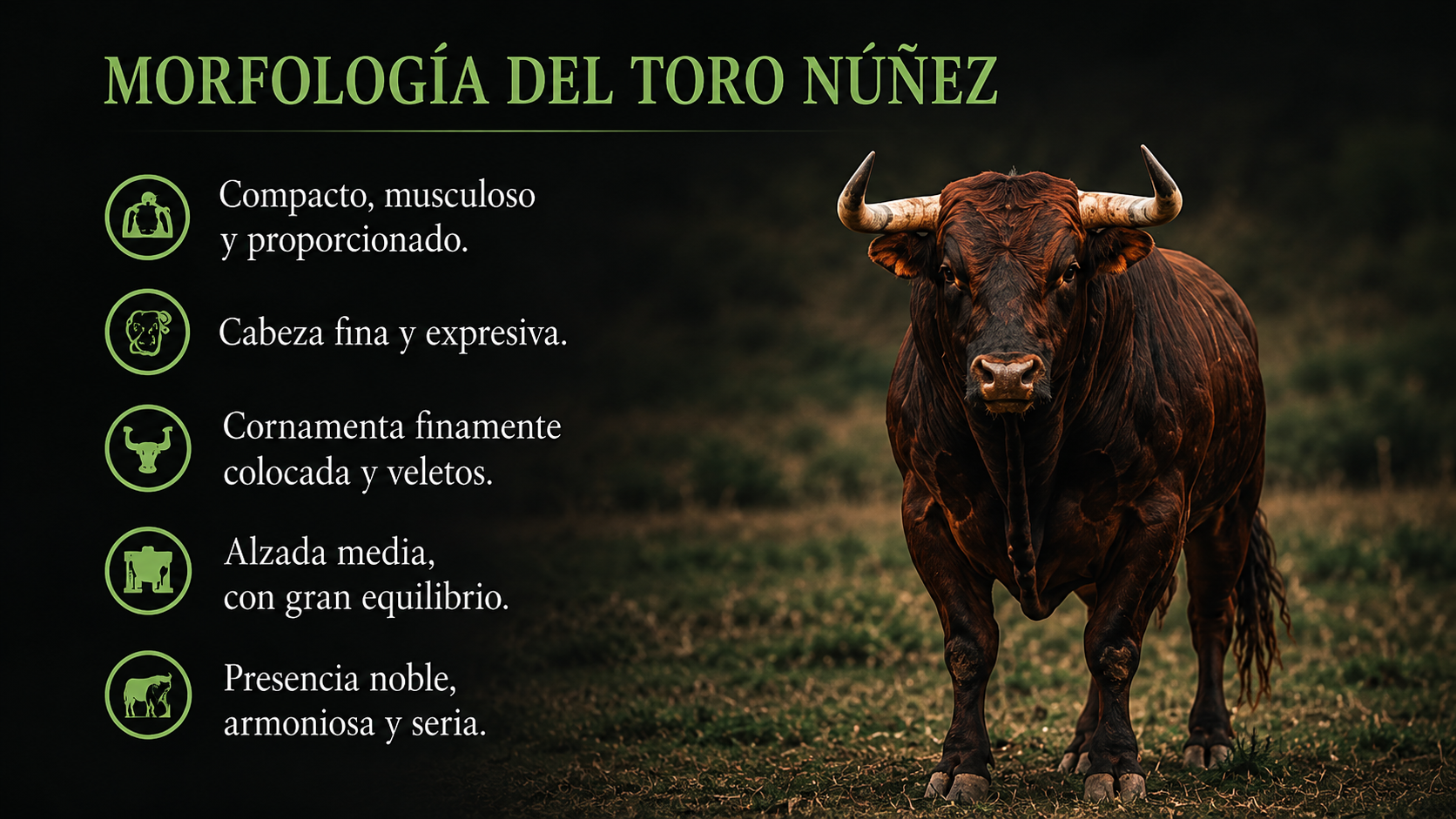 Encaste Núñez: nobleza, movilidad y profundidad en el toro bravo
