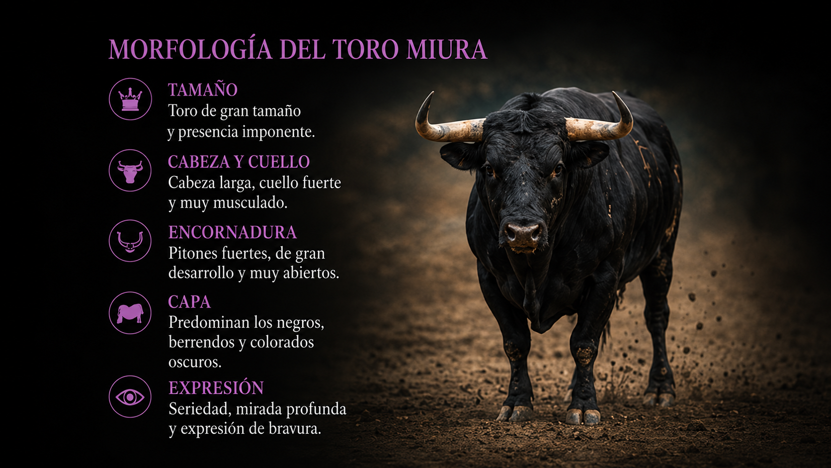 Encaste Miura: la leyenda histórica del toro bravo más temido