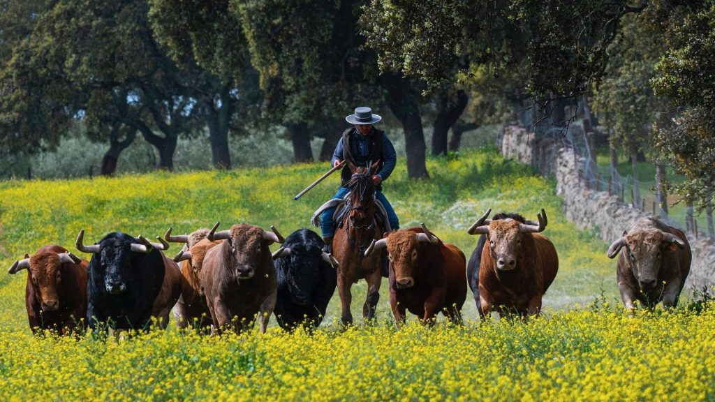 Toro bravo en la dehesa, ecosistema de alto valor ecológico