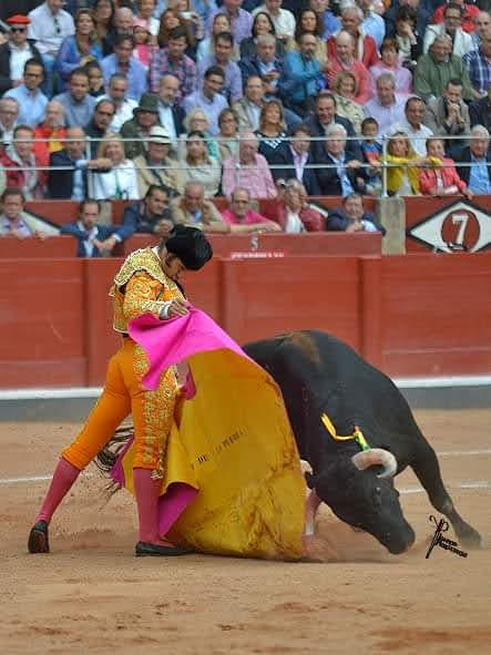 Toro bravo en la plaza durante la lidia