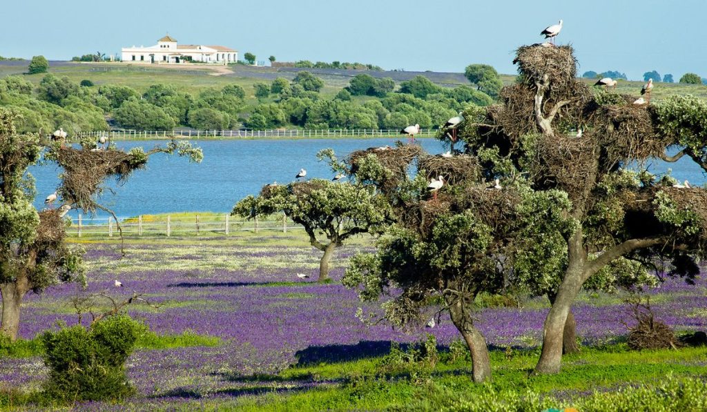 Marismas del Guadalquivir, paisaje vinculado a La Puebla del Río